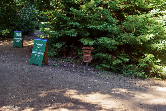 Redwood Ramble, 2015