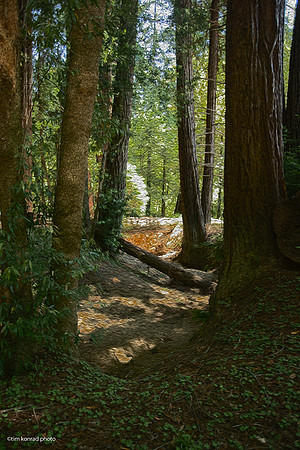 Redwood Ramble, 2015