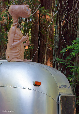 Redwood Ramble, 2015