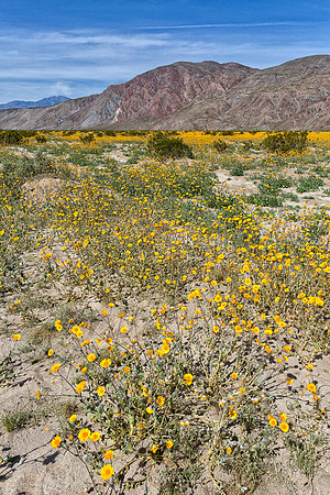 Anza Borrego Desert