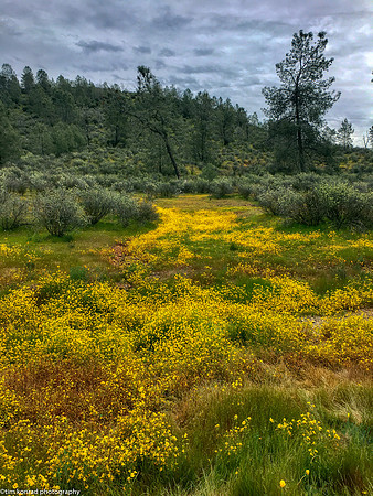 Springtime in the Red Hills, Tuolumne County, CA