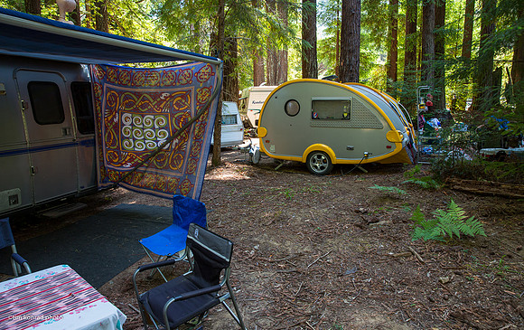 Redwood Ramble, 2015