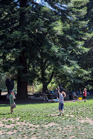 Redwood Ramble, 2015
