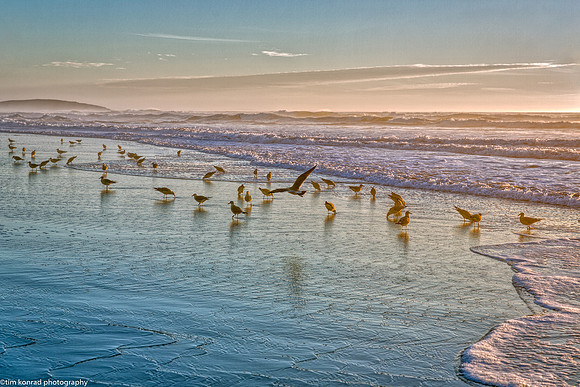 Salmon Beach Bird Soiree