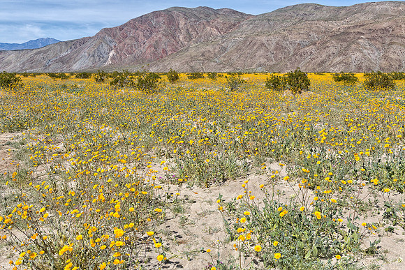 Anza Borrego Desert