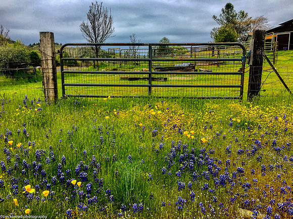 Springtime in the Red Hills, Tuolumne County, CA