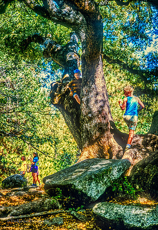 Boys in trees1992 Fall