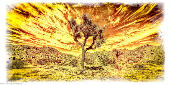 Joshua Tree National Park March 15, 2017