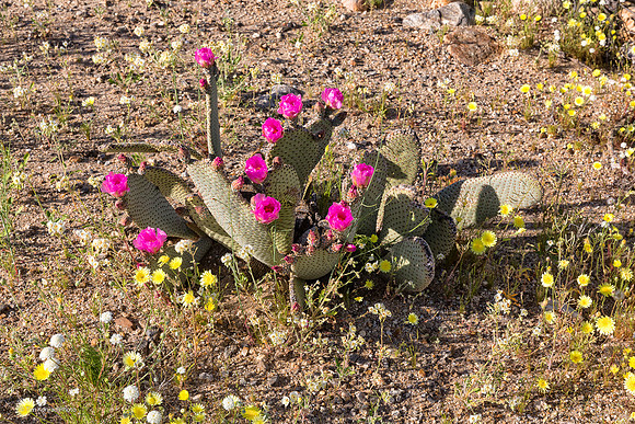 Anza Borrego Desert
