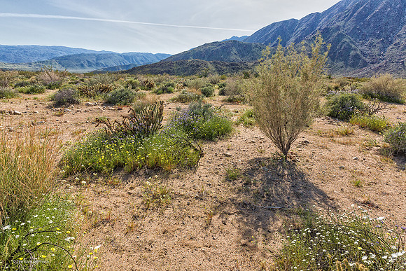 Anza Borrego Desert