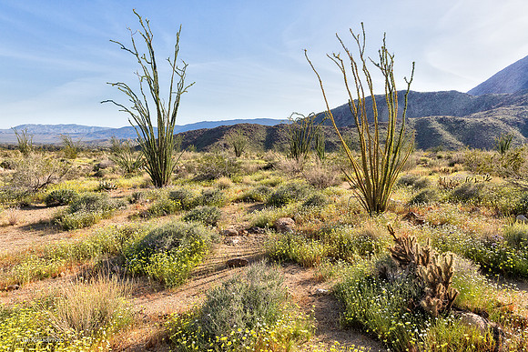 Anza Borrego Desert