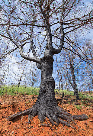 Burned tree, Butte fire aftermath, Jesus Maria Road, Calaveras County, CA, April 22, 2016