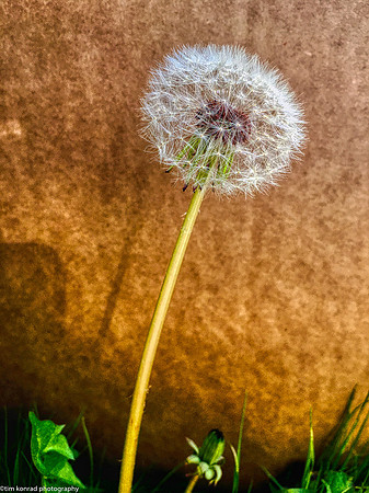 Milkweed, Tuolumne County, CA