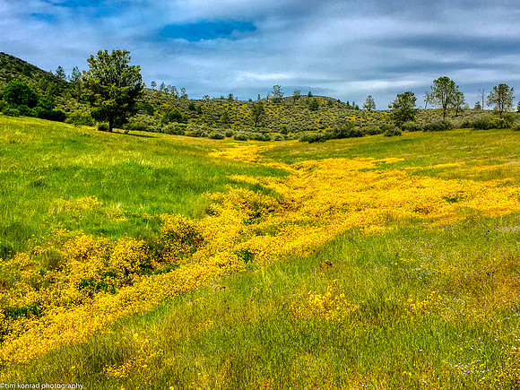 Springtime in the Red Hills, Tuolumne County, CA