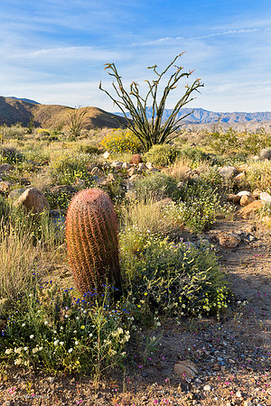 Anza Borrego Desert
