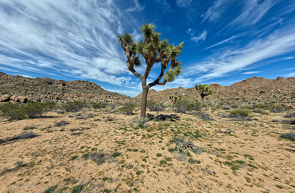 Joshua Tree NP