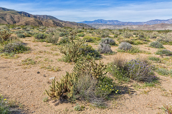 Anza Borrego Desert