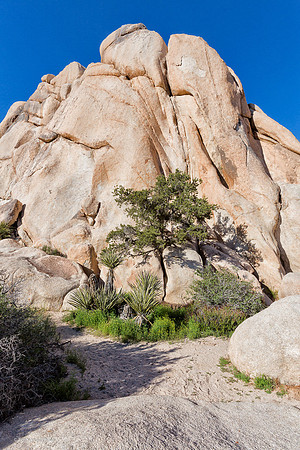 Joshua Tree NP