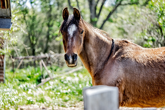 Horse, Wards Ferry Road, Tuolumne County, CA, April 20, 2016
