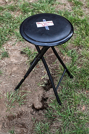 Bee alert, ​Kate Wolf Music Festival, 2013