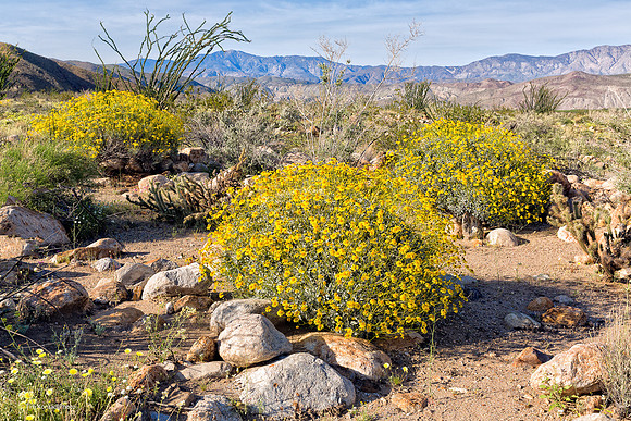 Anza Borrego Desert