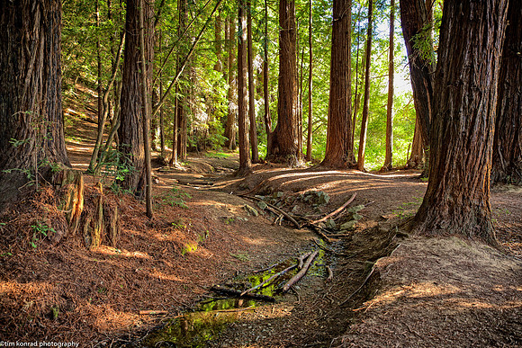 Roy's Redwoods, Marin County, CA