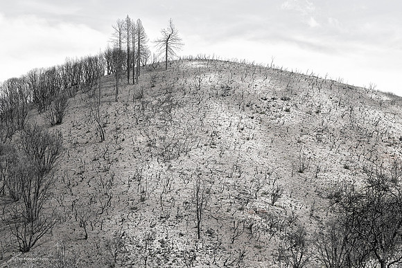 Scorched earth, Butte fire aftermath, Jesus Maria Road, Calaveras County, CA, April 22, 2016