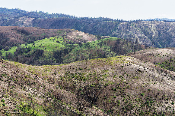 The green and the brown, Butte fire aftermath, Jesus Maria Road, Calaveras County, CA, April 22, 2016