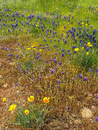 Springtime in the Red Hills, Tuolumne County, CA