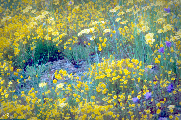 Garden Display, April 1983