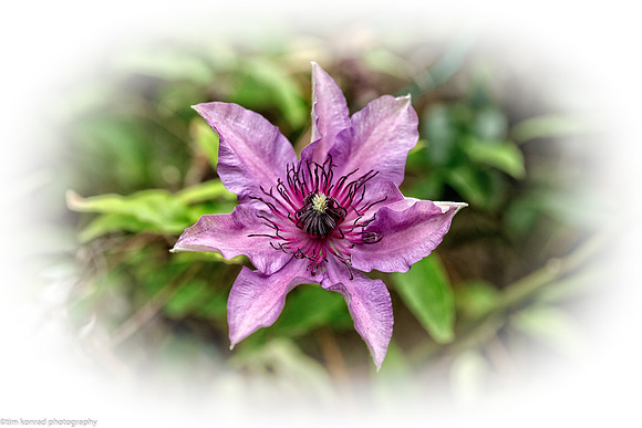 Clematis,  Petaluma, CA