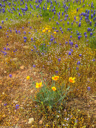 Springtime in the Red Hills, Tuolumne County, CA