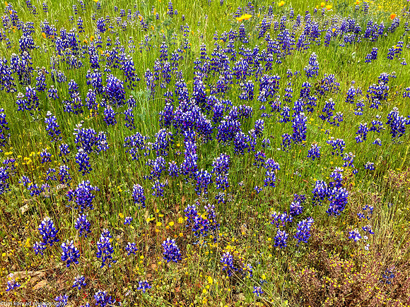 Springtime in the Red Hills, Tuolumne County, CA