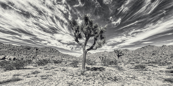 Joshua Tree National Park March 15, 2017