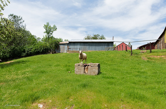 Sheep giving audience, Sheepranch, Calaveras County, CA, April 22, 2016