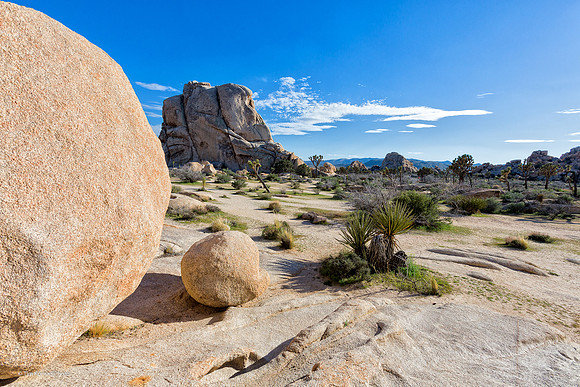 Joshua Tree NP