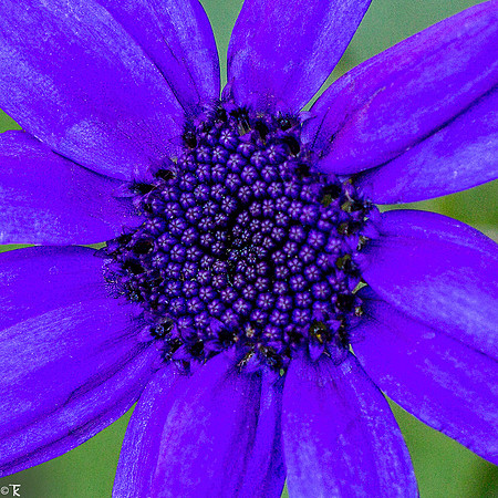 Truly Blue, Or is It? June 2021
