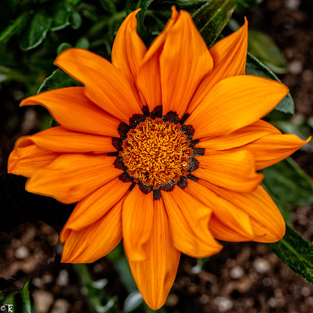 Orange is OK Here, June 2021
