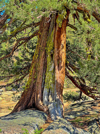 Juniper, Tuolumne County, CA May 2021
