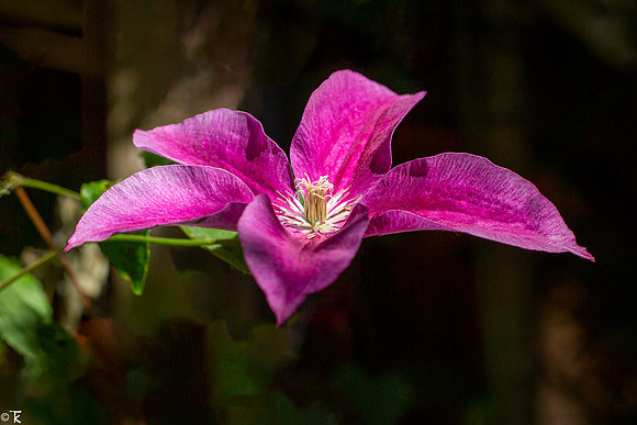 Clematis, June 2021