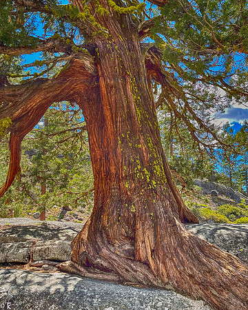 Juniper too, Tuolumne County, CA May 2021