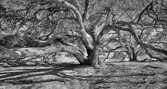 Oak Tree bw, Helen Putnam Park, Petaluma, CA July 2021