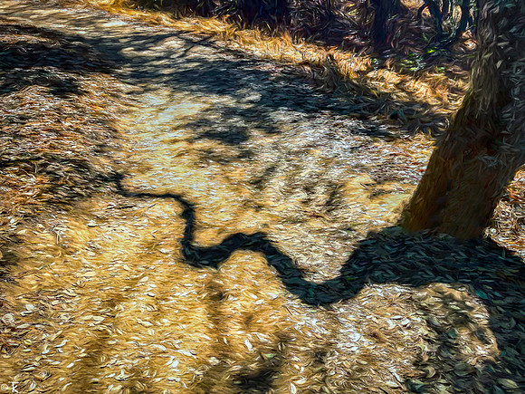 Shadow Dance, Helen Putnam Park, Petaluma, CA July 2021
