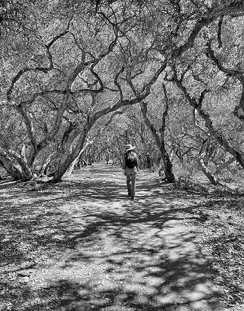 Shadowland 02bw, Helen Putnam Park, Petaluma, CA July 2021