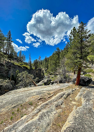 Beside the Stanislaus, Tuolumne County, CA May 2021