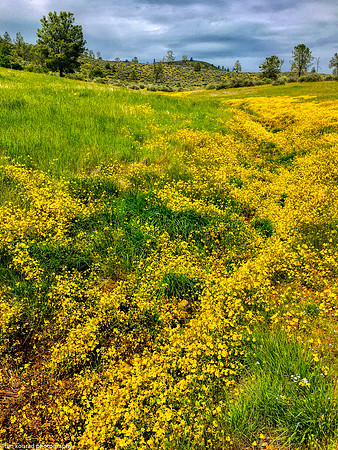 Springtime in the Red Hills, Tuolumne County, CA