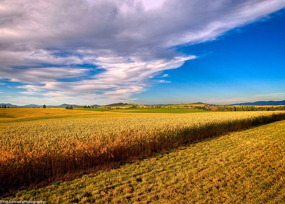 Idaho Wheatfield in the Palouse