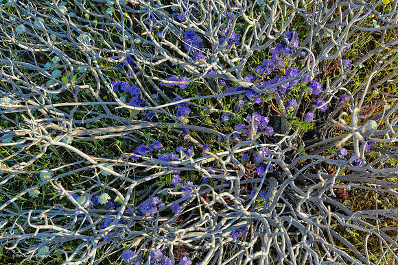 Anza Borrego Desert