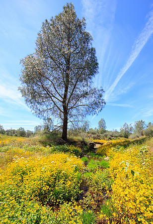 Red Hills, Tuolumne County, April 20, 2015