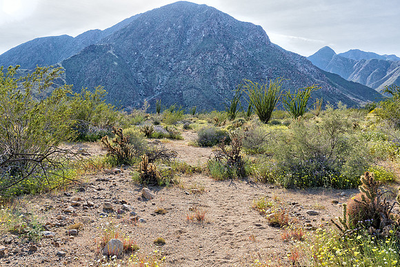 Anza Borrego Desert